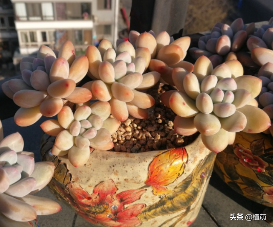 迪奥香水多肉怎么养新手必看精心整理