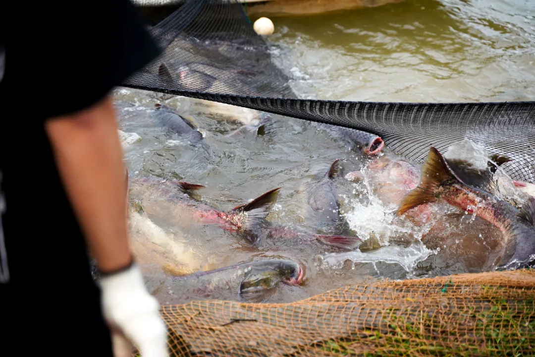 金职喊你免费吃鱼啦