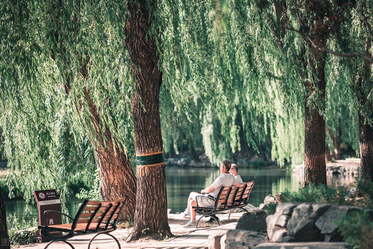 柳荫下的白发老人被年轻人簇拥着.年轻人说着,笑着,谈着,闹着.
