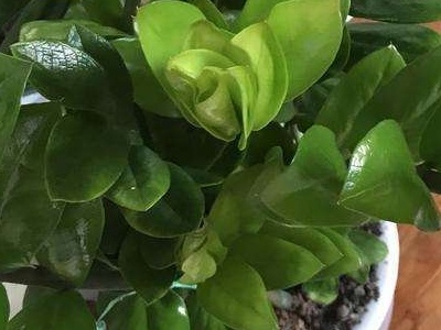 金钱树怎么养才茂盛