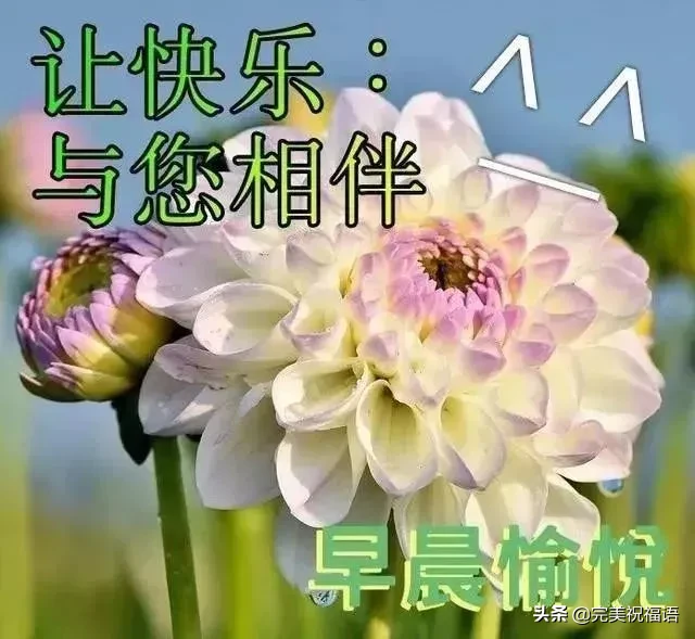 描写向日葵的句子（描写向日葵的优美语句） 第5张