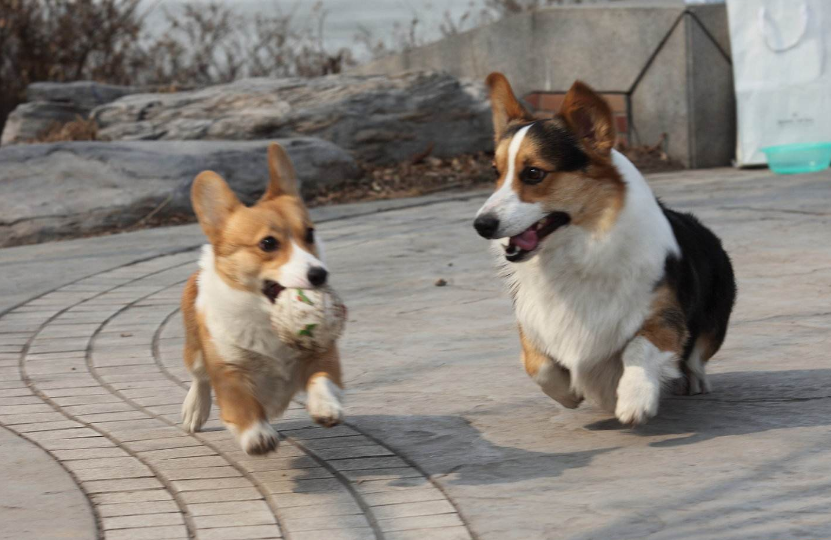 柯基犬一般多少钱？