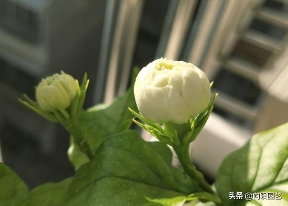 茉莉花几月份开花（茉莉迎来花期花香飘3里）