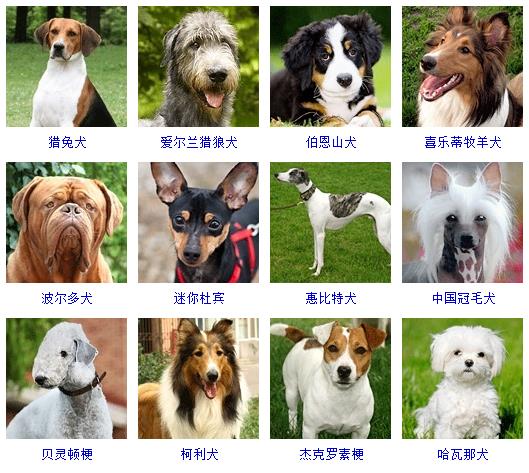 宠物狗品种图片大全，178个宠物狗品种大全