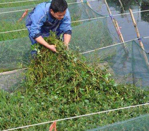 鳝鱼养殖怎么养（养黄鳝5个注意事项不可忽视）