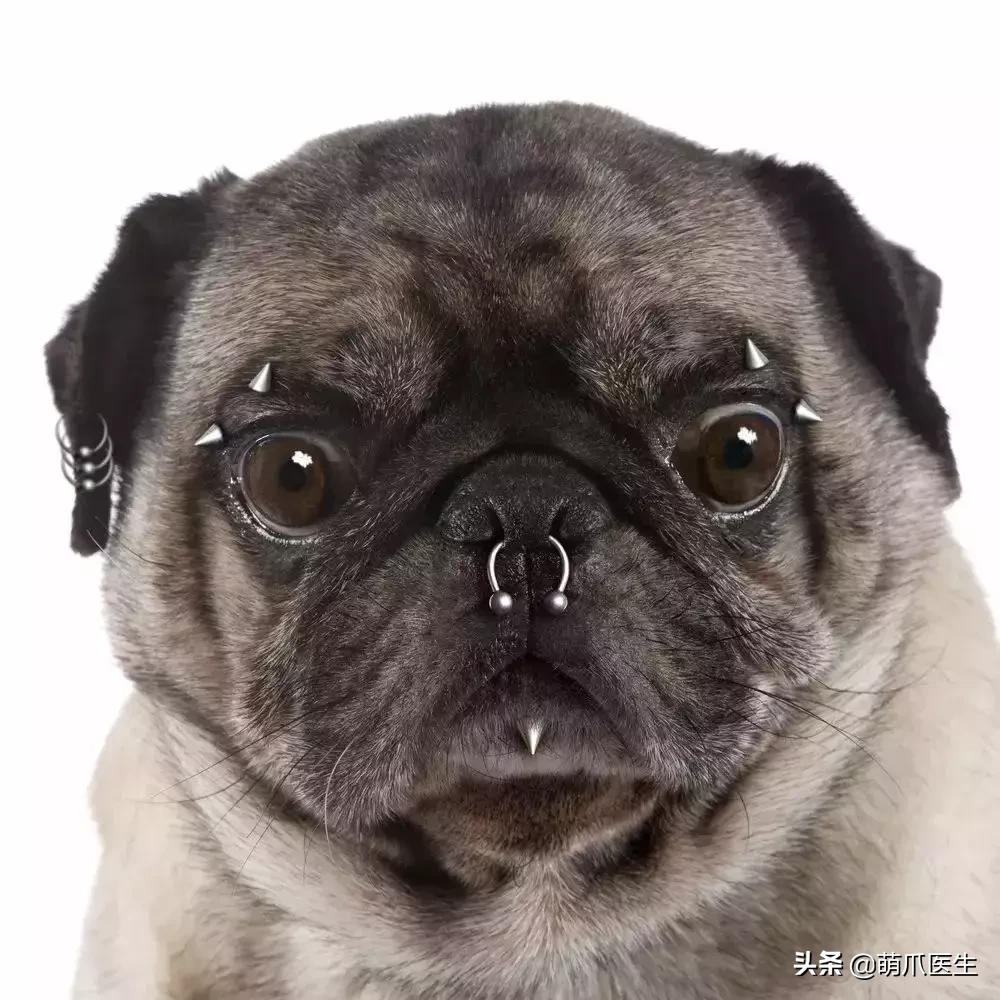 哑巴狗会咬人吗?