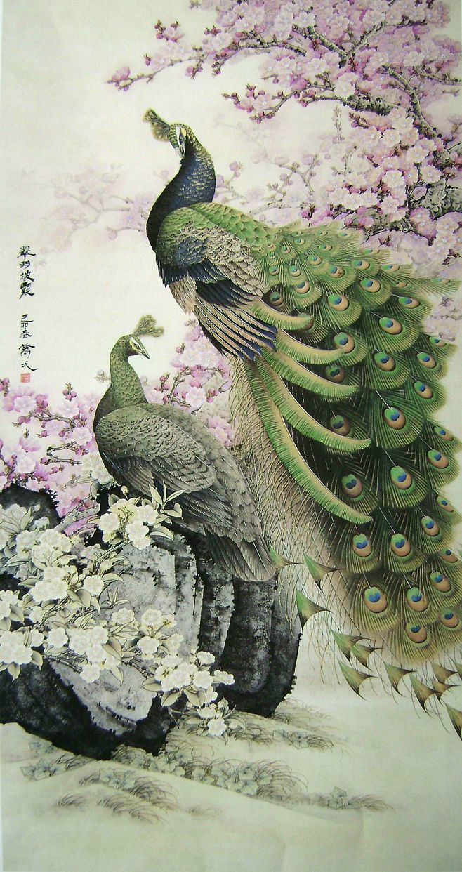 孔雀东南飞！高贵、冷艳的白孔雀