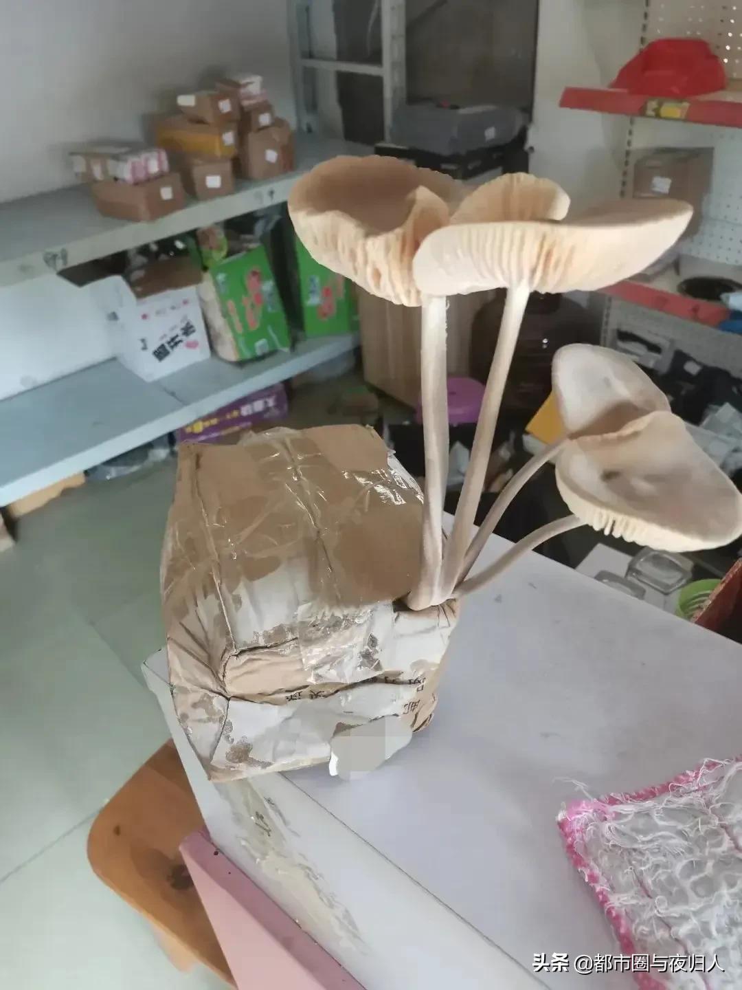 菜鸟驿站之趣闻