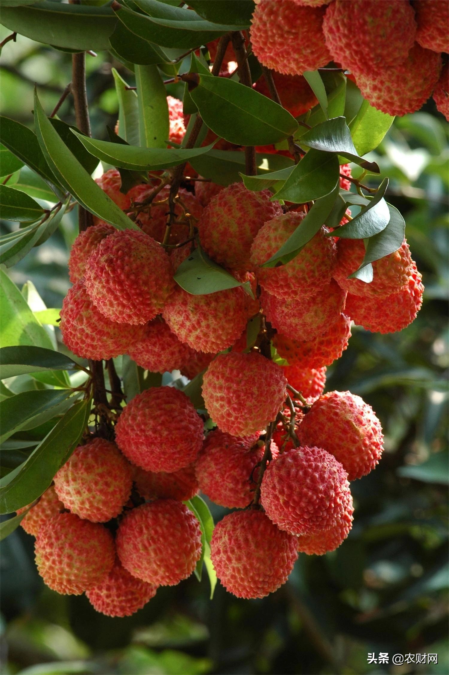 价格今年减半,荔枝自由在呼唤