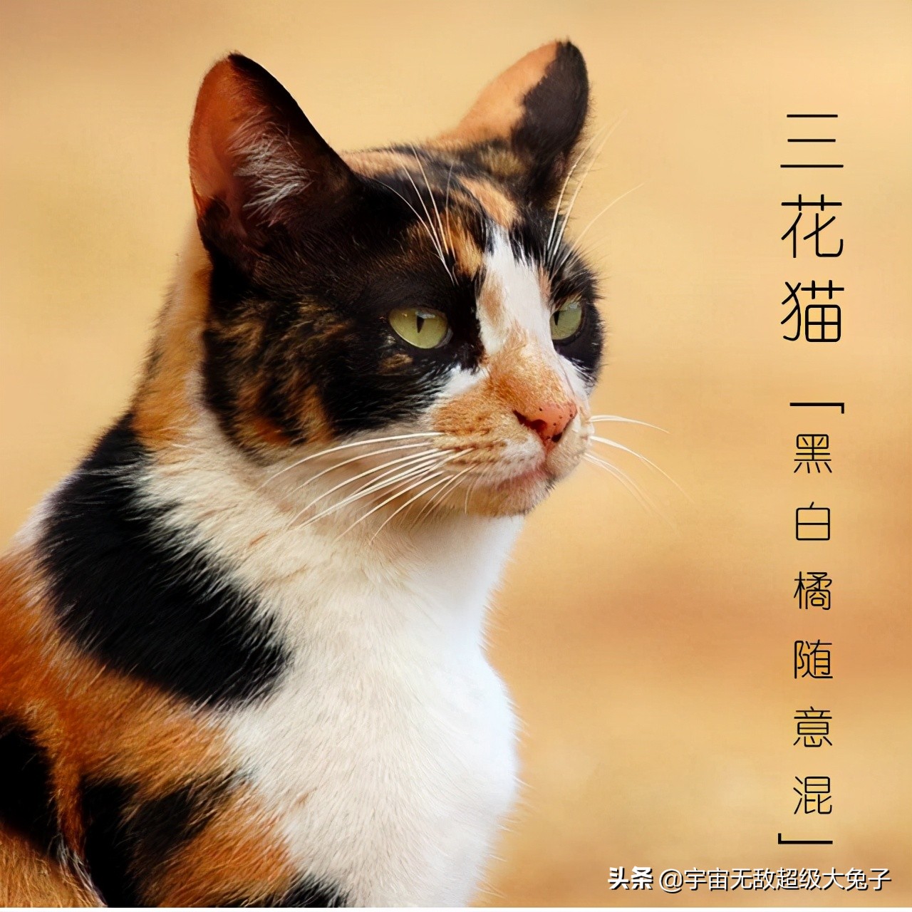 中华田园猫名片:八大款,款款经典有特色,不输外国猫