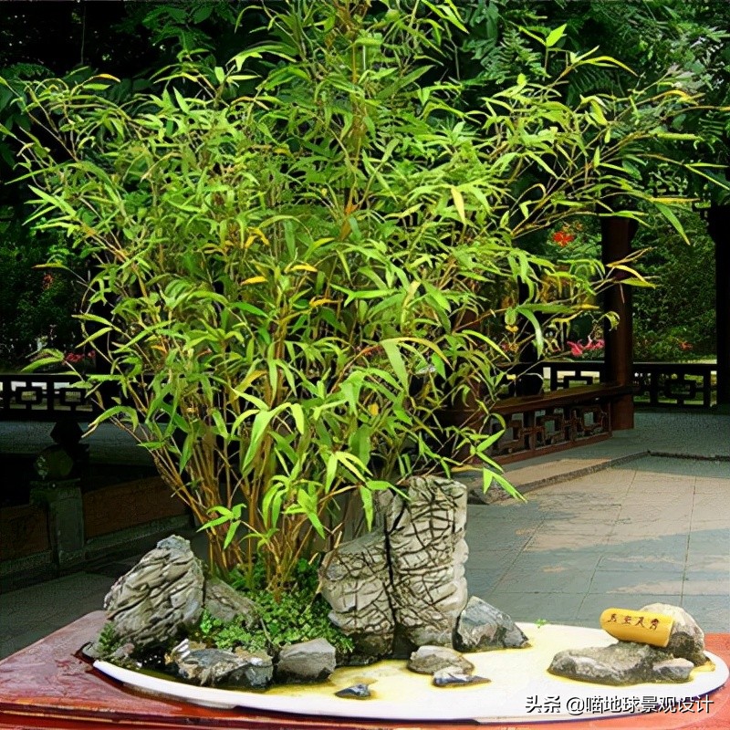 绿化竹子种类图片