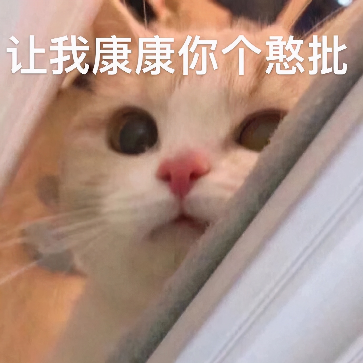 猫咪表情包合集｜在？出来玩