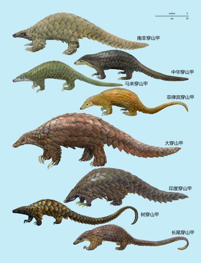 穿山甲是什么動物,穿山甲是什么動物類型
