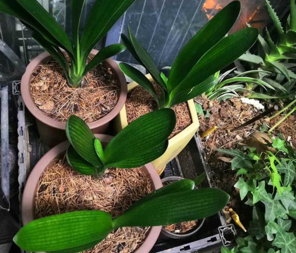 君子兰用普通土怎么养小技巧专业回答