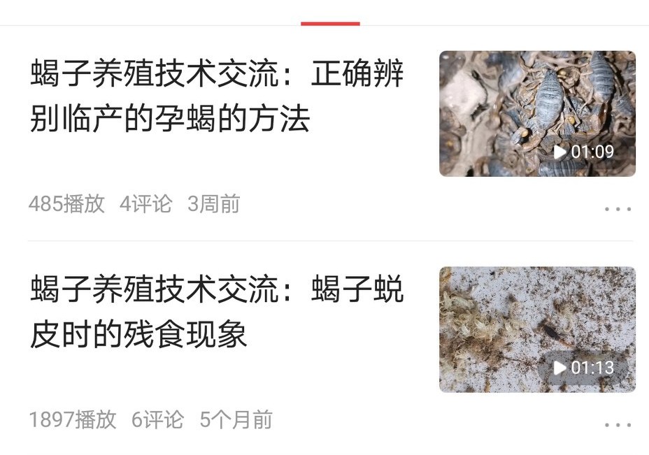 蝎子收购价格350元/斤？农村该怎么养殖呢？