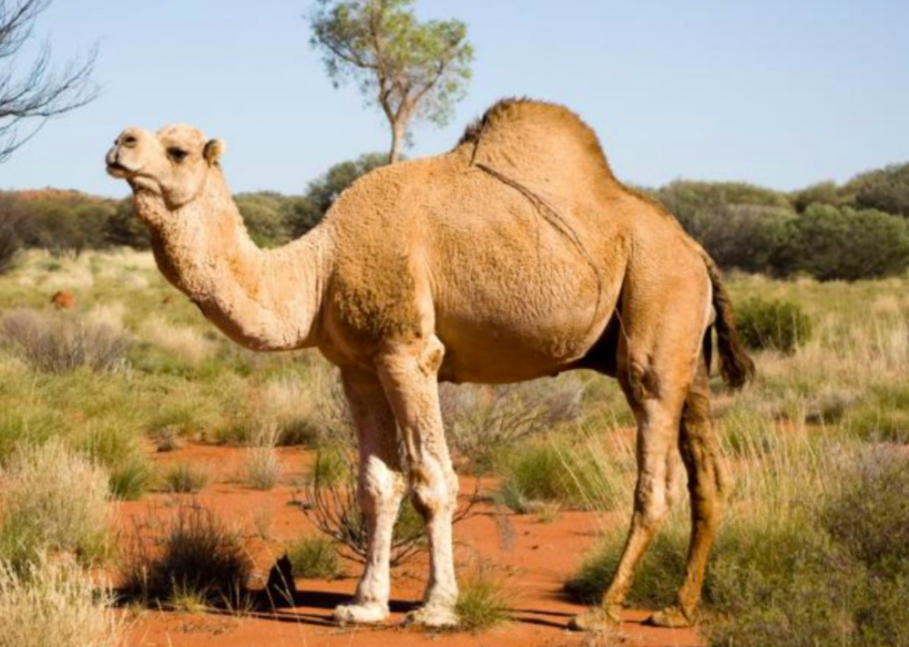 抢水源毁农居，120万头骆驼泛滥澳大利亚，是时候把它引进我国了