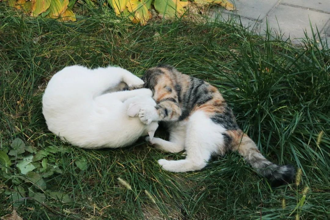 神仙颜值！北京语言大学“最美校花”高清大图来袭，总有一款你喜欢！