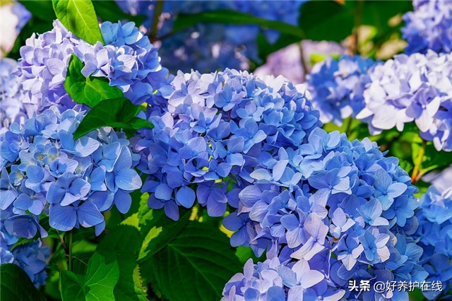 中秋送这5种花，幸福美满、团团圆圆过中秋