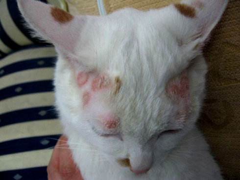 猫咪皮肤病包括:猫癣,湿疹,脓皮症,毛囊炎,寄生虫性皮肤病,猫痤疮