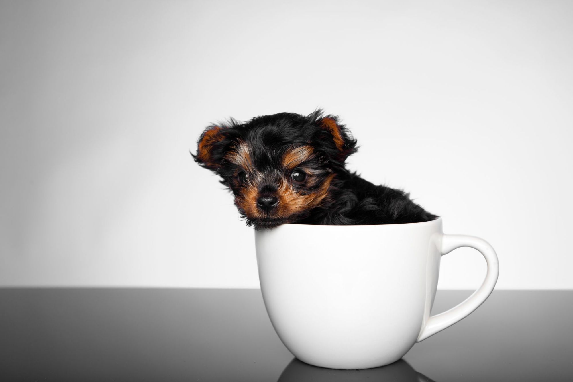 茶杯犬摄影作品图片