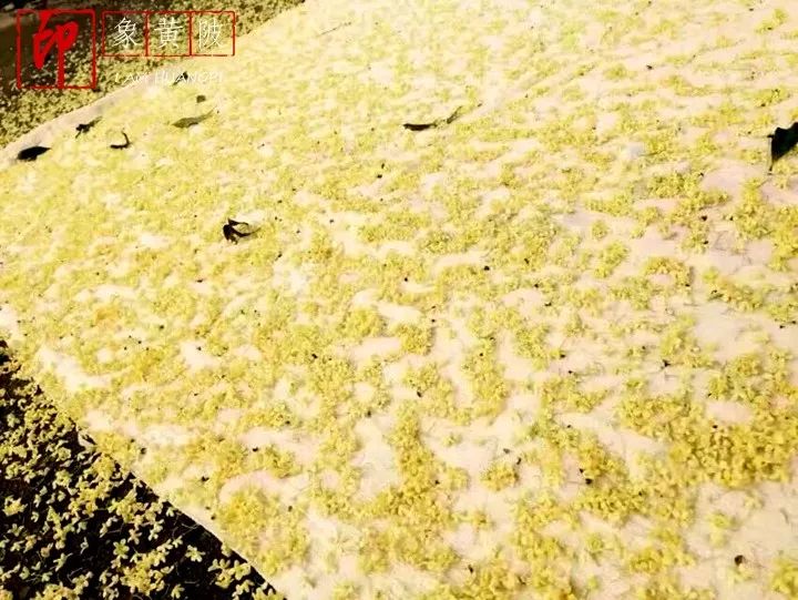 今夜月明人尽望，不知秋思落谁家