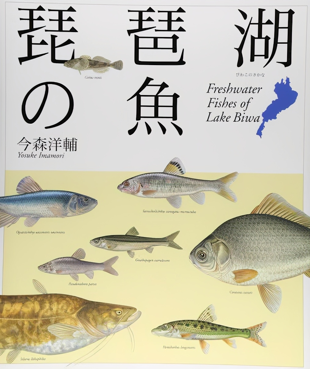 美國黑鲈如今快成我國廣東 福建水庫霸主 會大面積泛濫嗎 日本琵琶湖黑鲈成災黑鲈已成廣東 福建水庫霸主 黑鲈在我國也會泛濫成災嗎 天天看點