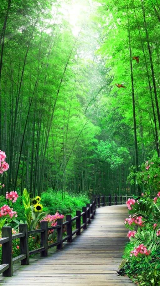 写竹林周围优美的句子