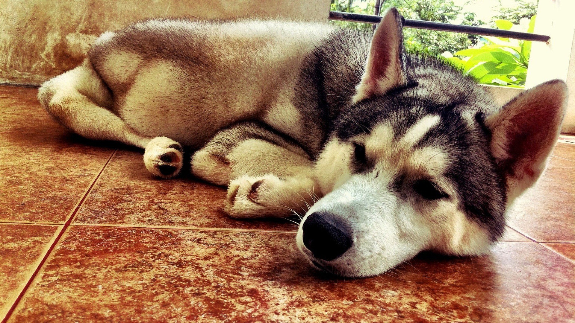 狗狗走失别慌张，掌握这些实用方法助你快速找回爱犬