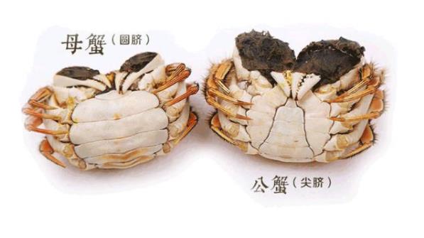 母螃蟹和公螃蟹的区别图片(买螃蟹) - 赤虎壹号