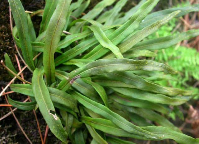 七星草的功效与作用(七星草的功效与作用百度百科)-我的快乐小窝