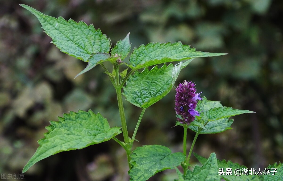 农村能吃的野菜100种大全(教你认识100种野菜和吃法)