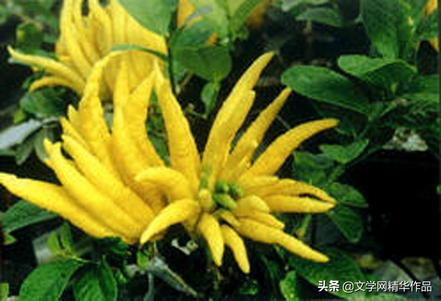 「文配音」现代诗 读春（外二首古体诗词）｜子木