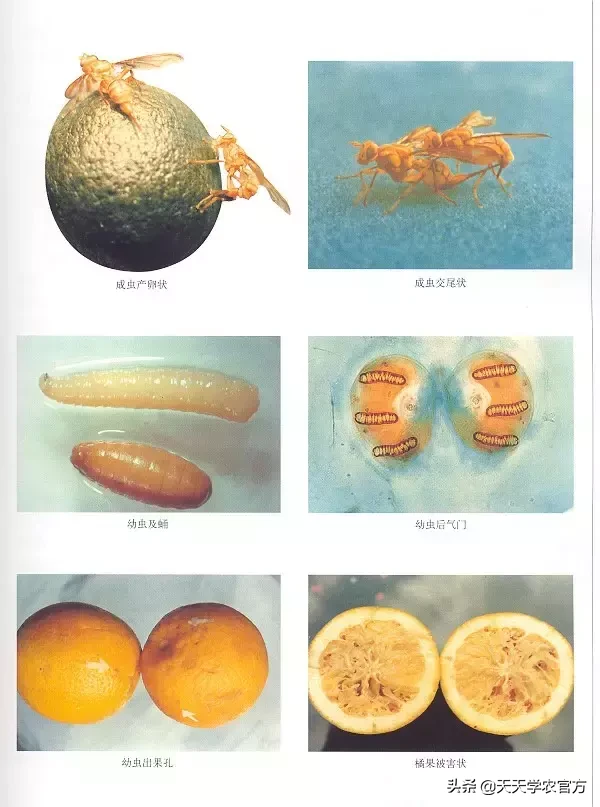 柑橘大实蝇的危害（防止柑橘大实蝇的3个有效方法）