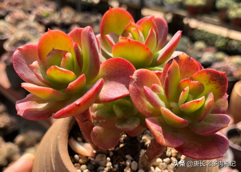 红梅花开,傲雪凌霜——养一棵多肉红梅,这个季节比真的梅花还美