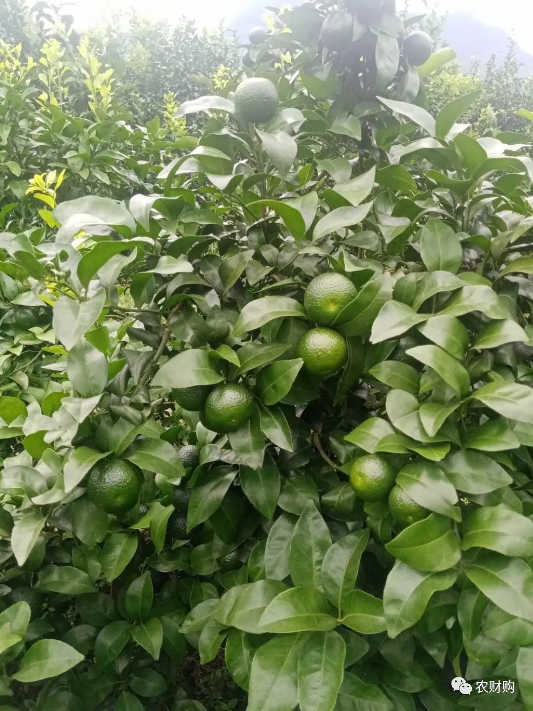 冬肥备了吗？80元一包还包邮的大牌有机生物菌肥来看看