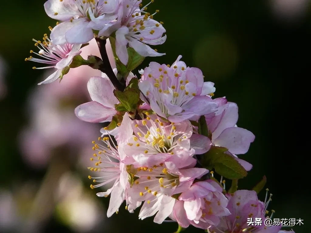 棠梨鉴赏｜东风二月淮阴郡，唯见棠梨一树花