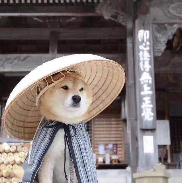 蠢萌的柴犬头像～ 小可爱们请注意接收～ 别忘了点赞噢