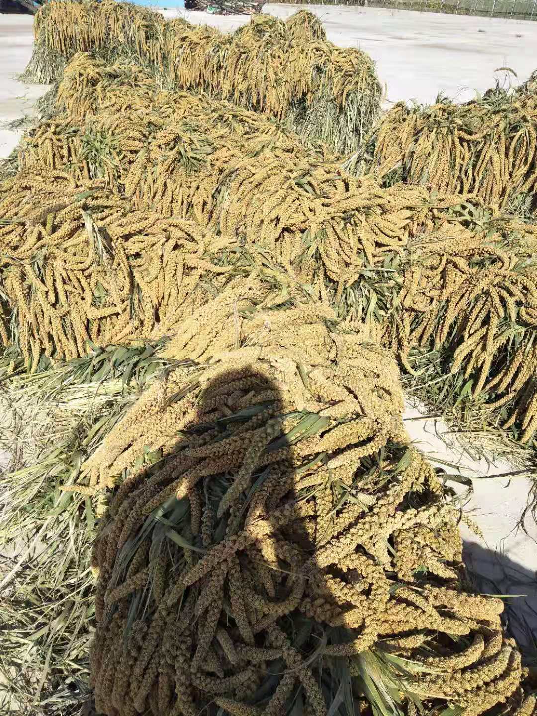 榆树市青山乡晟祺机械种植专业合作社