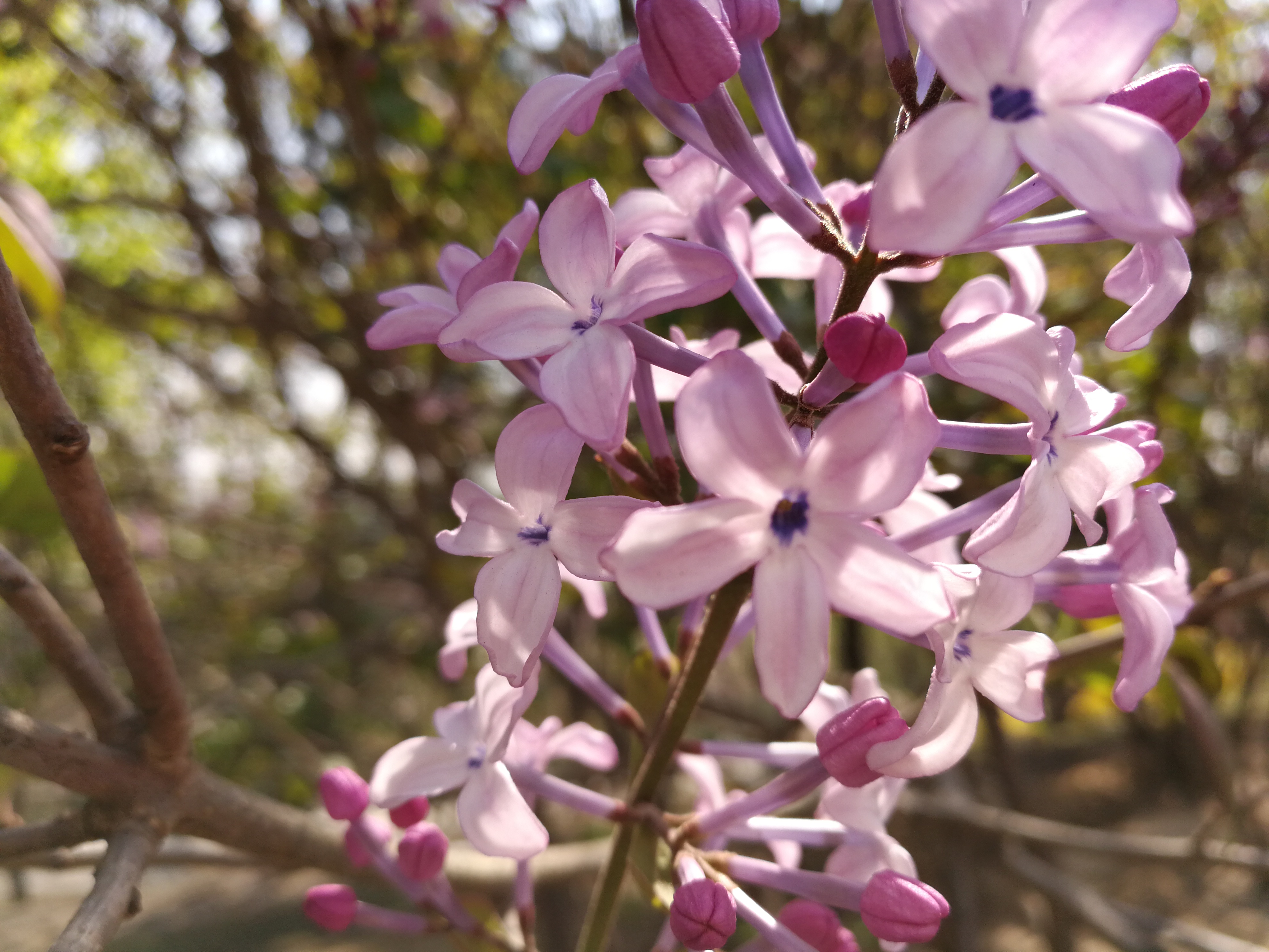 曾经五瓣丁香代表着美好的爱情,你喜欢这样的五瓣丁香吗?