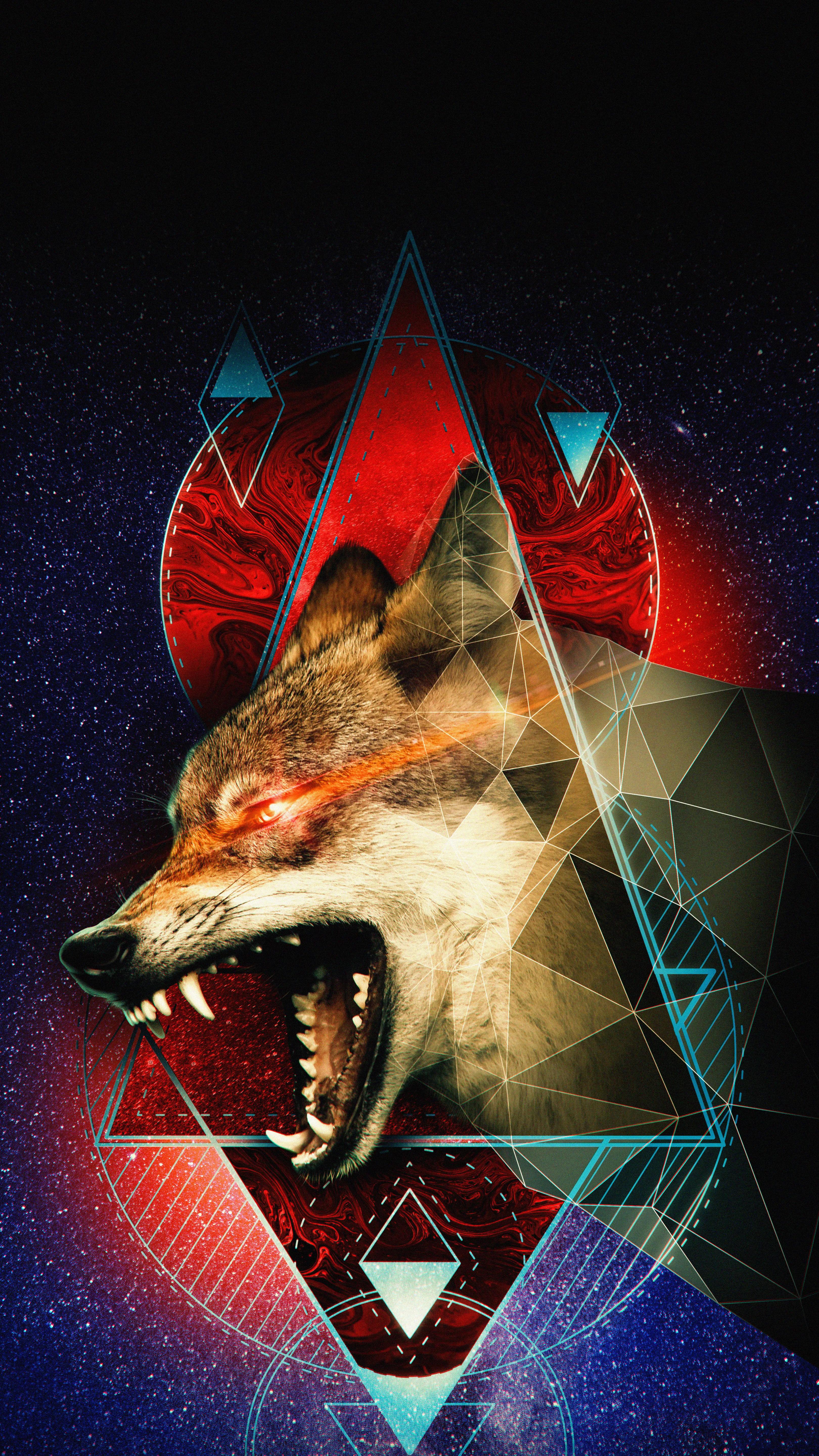 4k壁纸|狼,经过无数次残酷争斗,在狼的世界,只相信强者