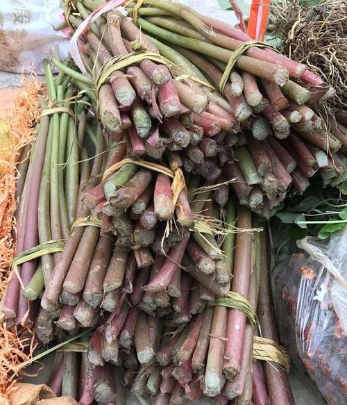 臭黄荆的功效与作用(超全) - 行就行