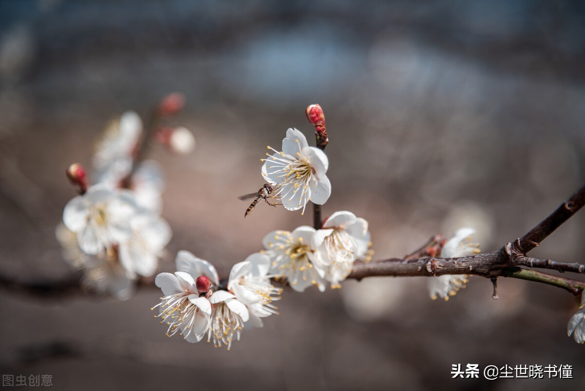 一首很伤感的咏梅诗，不仅写出了梅花的个性，同时还句句有深意