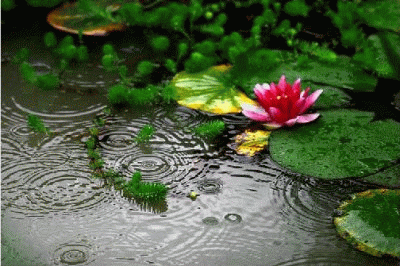 早上好，今日谷雨，清晨的第一声祝福送给你，愿你一天好心情