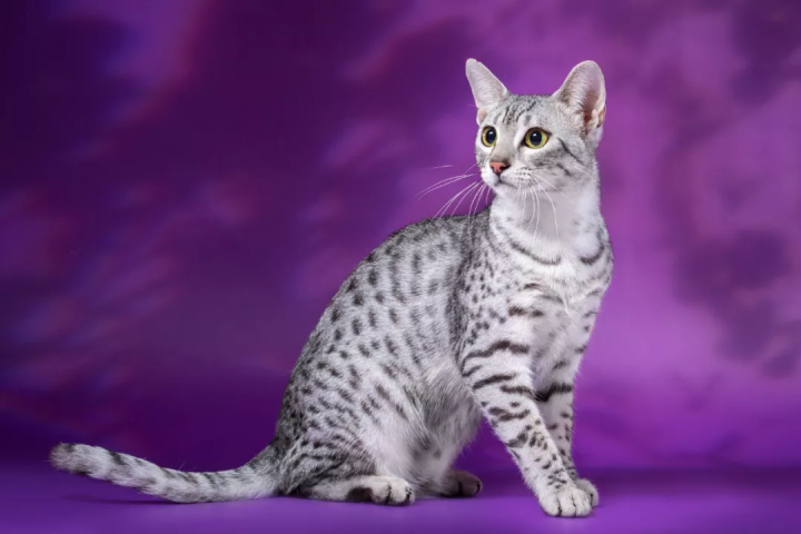 猫咪寿命排行榜，最长的猫可以活20年，你家猫上榜了吗？