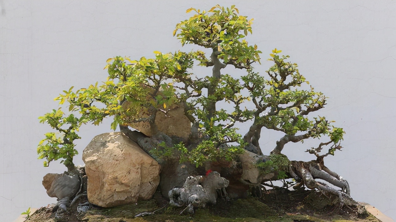 丛林式盆景是大自然的缩影,9个步骤自己在家造型,感觉与众不同