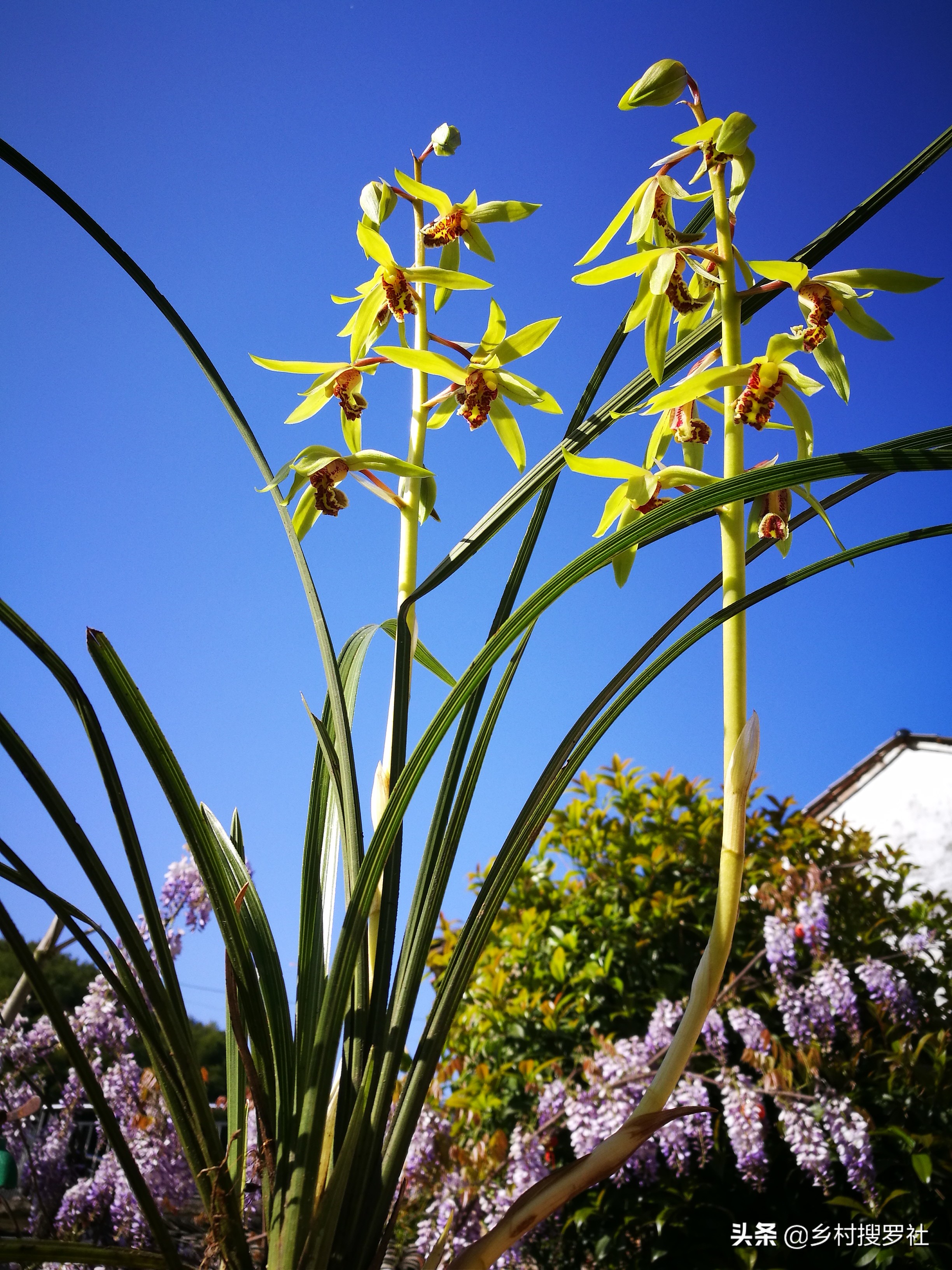 野生惠兰花图片大全(两个字概括蕙兰年年开花的技巧)