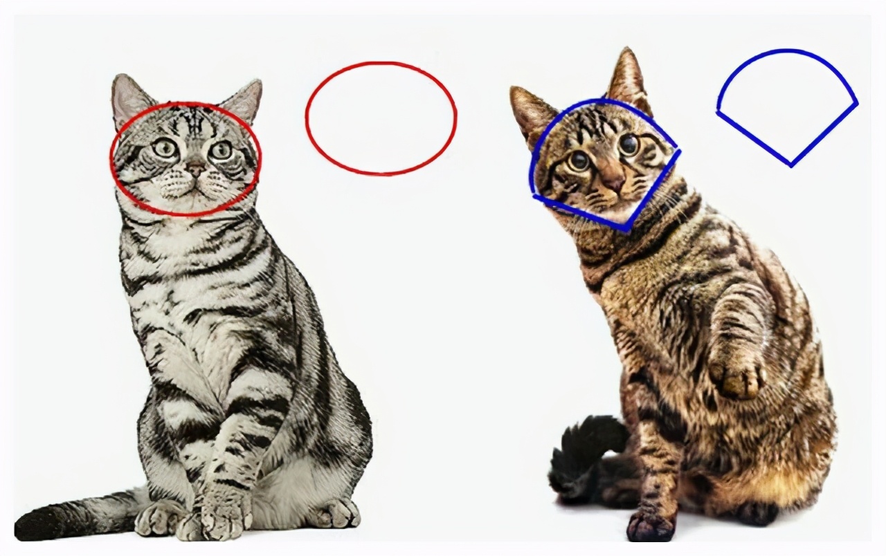 狸花猫和虎斑猫的区别（介绍狸花猫和美短猫的本质差别）