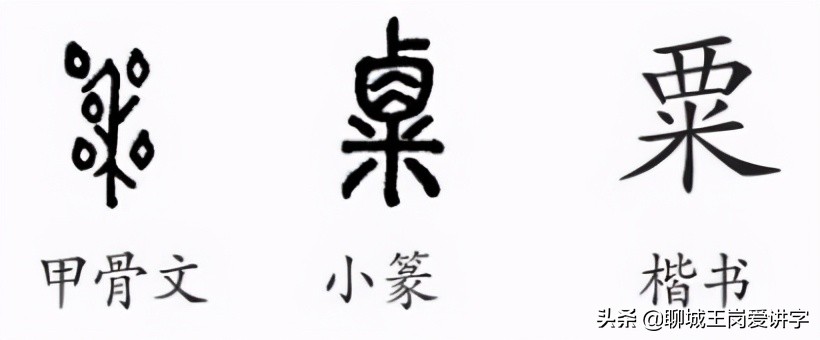 粟是什么粮食粟和栗各指什么