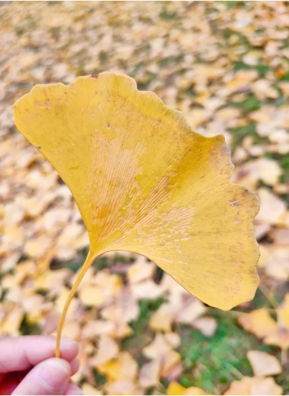 秋日一片落叶,道出许多人生真谛,有90%的人有同样的伤感