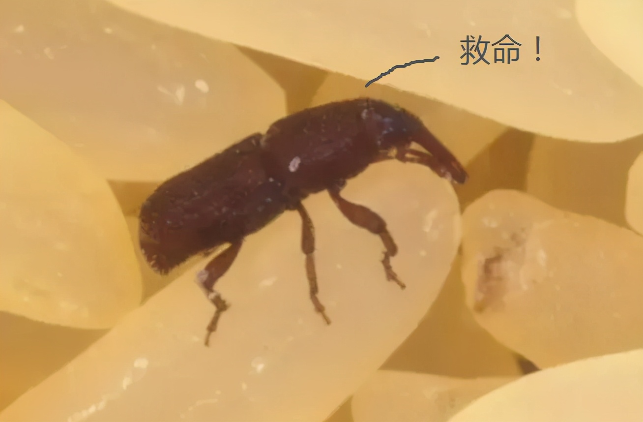 米长了虫，要拿到太阳下晒晒？正确做法有4招，快回家试试